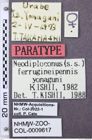 Etikett zu Melanotus wahnesi (Platia & Schimmel, 2001)